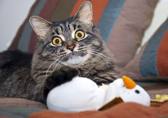 辛纳关键制胜，ATP总决赛轻取蒙特卡洛大师赛冠军的辉煌一役