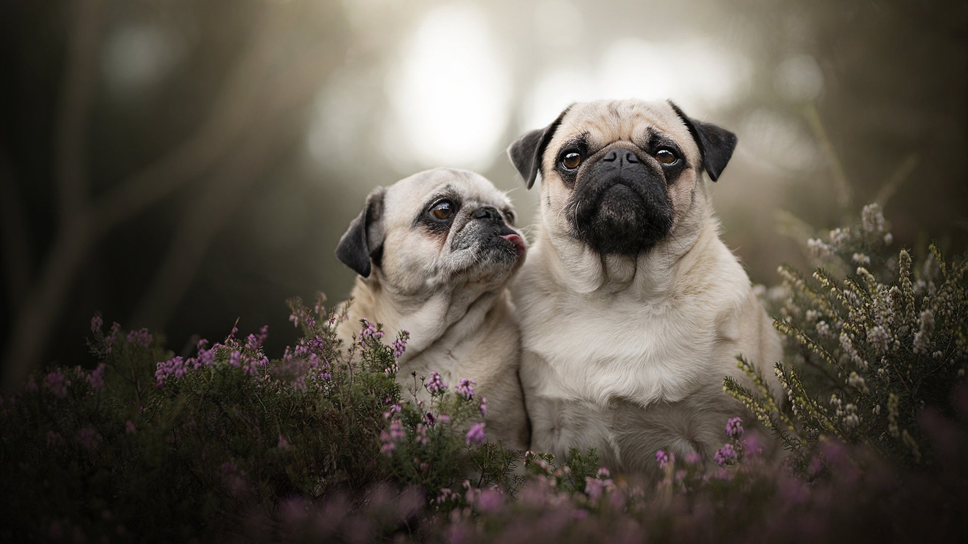 乒乓双雄,韩国队碾压瑞典队展锋芒,马龙带队取胜续传奇
