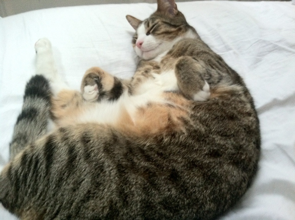 安赛龙陨落之夜，印尼队完胜丹麦队，世界第一惊艳四座却难救主