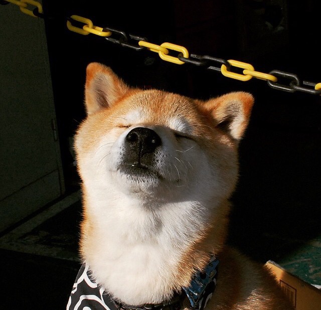 狼群战术催生神射爆发，森林狼体系如何全面压制北京队