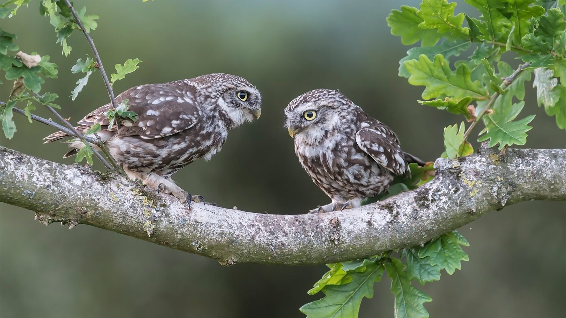 武切维奇演绎完美风暴，鹈鹕展翅碾压深圳队