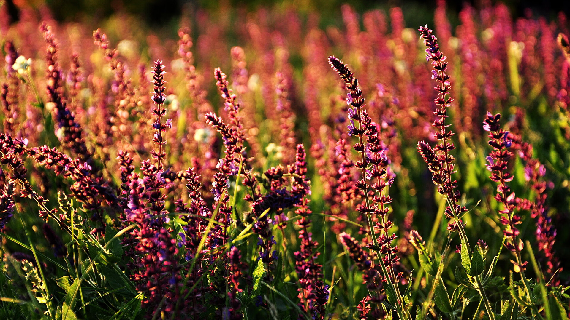 德比新王当立，贝林厄姆以一己之力将喧嚣化为沉静