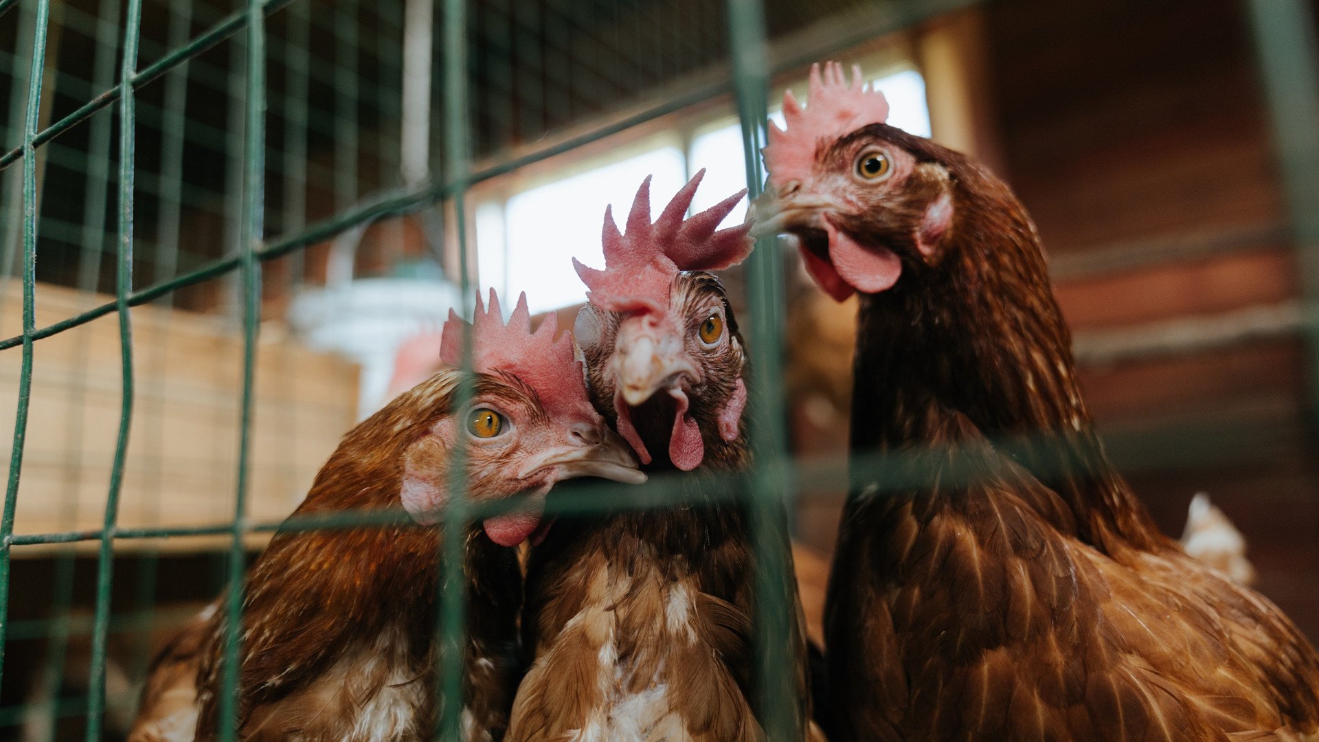 街道即赛场,当广东引擎全速压制休斯顿火箭