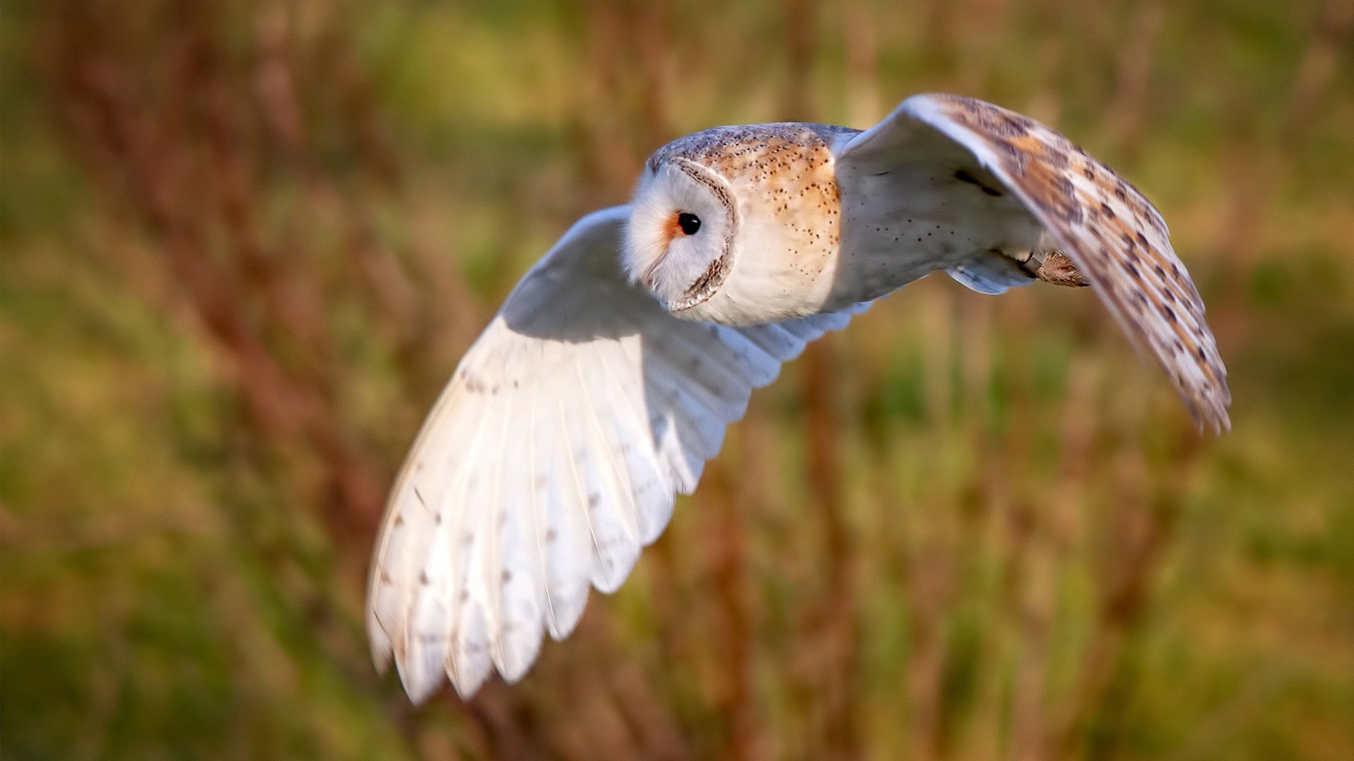 手术刀与桑巴，当德布劳内凝视1970年的经典突围