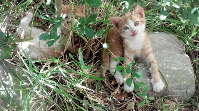 德罗赞教科书级表演引领尼克斯力克爵士