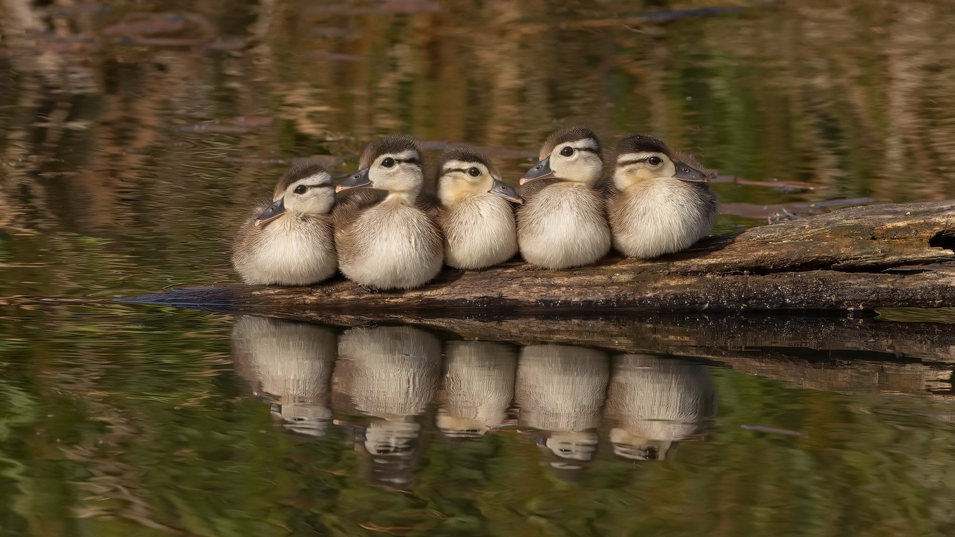 当欧冠决赛变成国家战争，委内瑞拉如何在一夜之间改写足球历史？