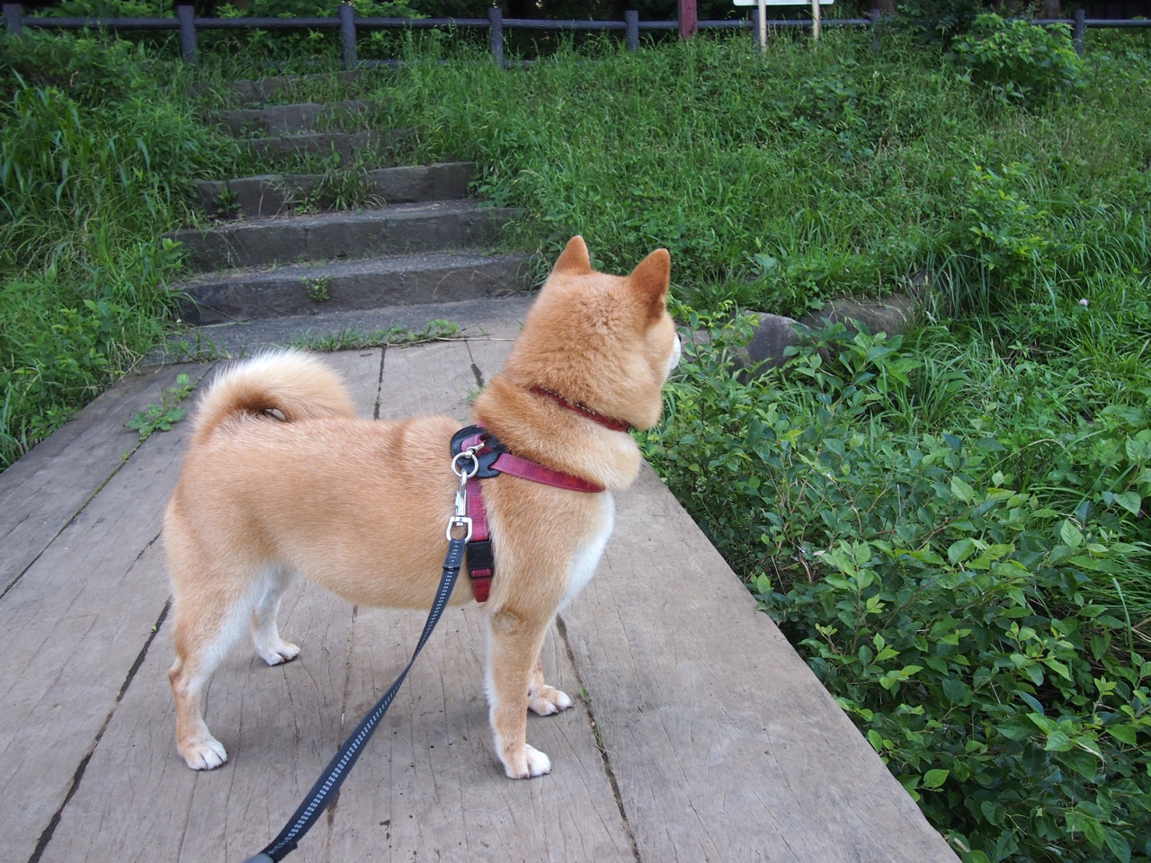 新马拉多纳破局东方？克瓦拉茨赫利亚如何成为那不勒斯叩开中国市场的关键先生