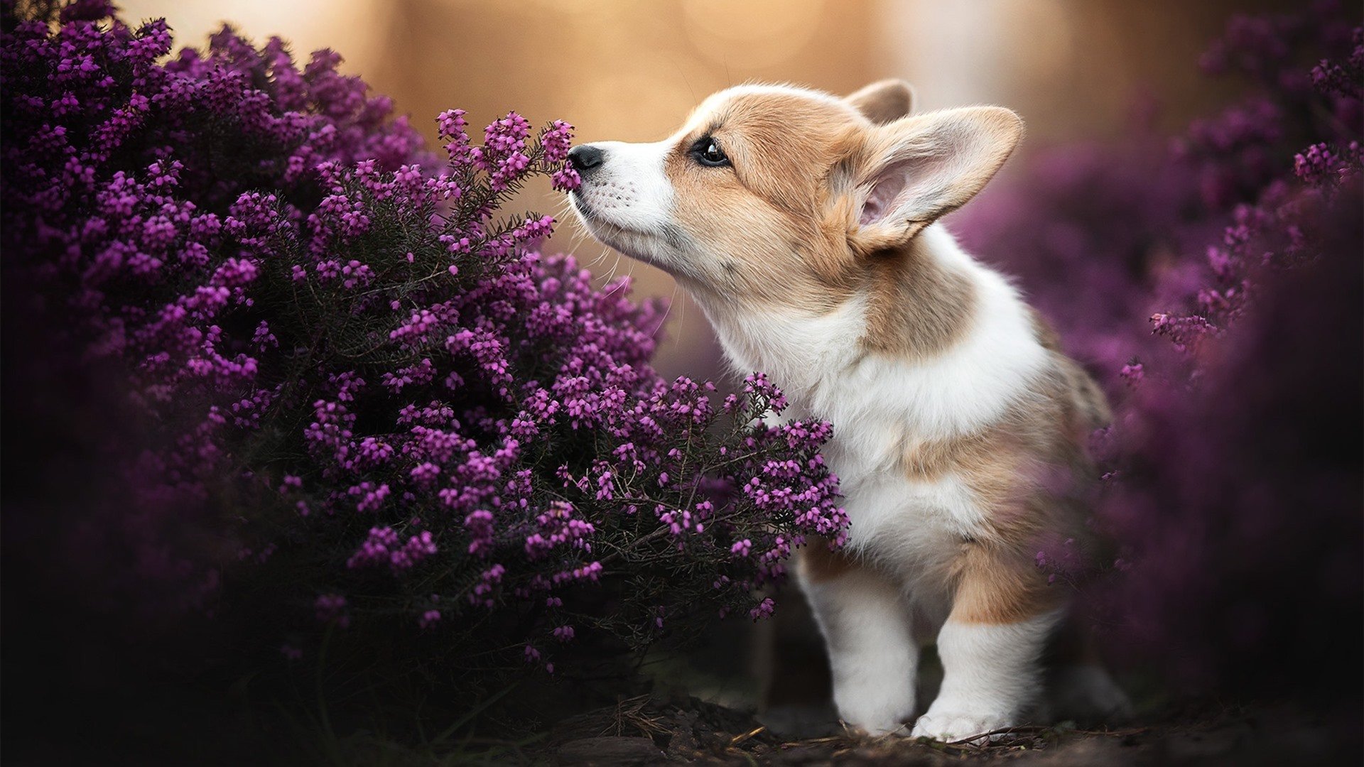 蓝鹰折翼，哥伦比亚关键战突围加纳，若日尼奥如何成为中场巫师？