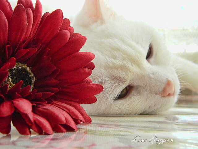 绝杀！巴斯托尼补时救主，比利时惊魂一刻逆转新西兰