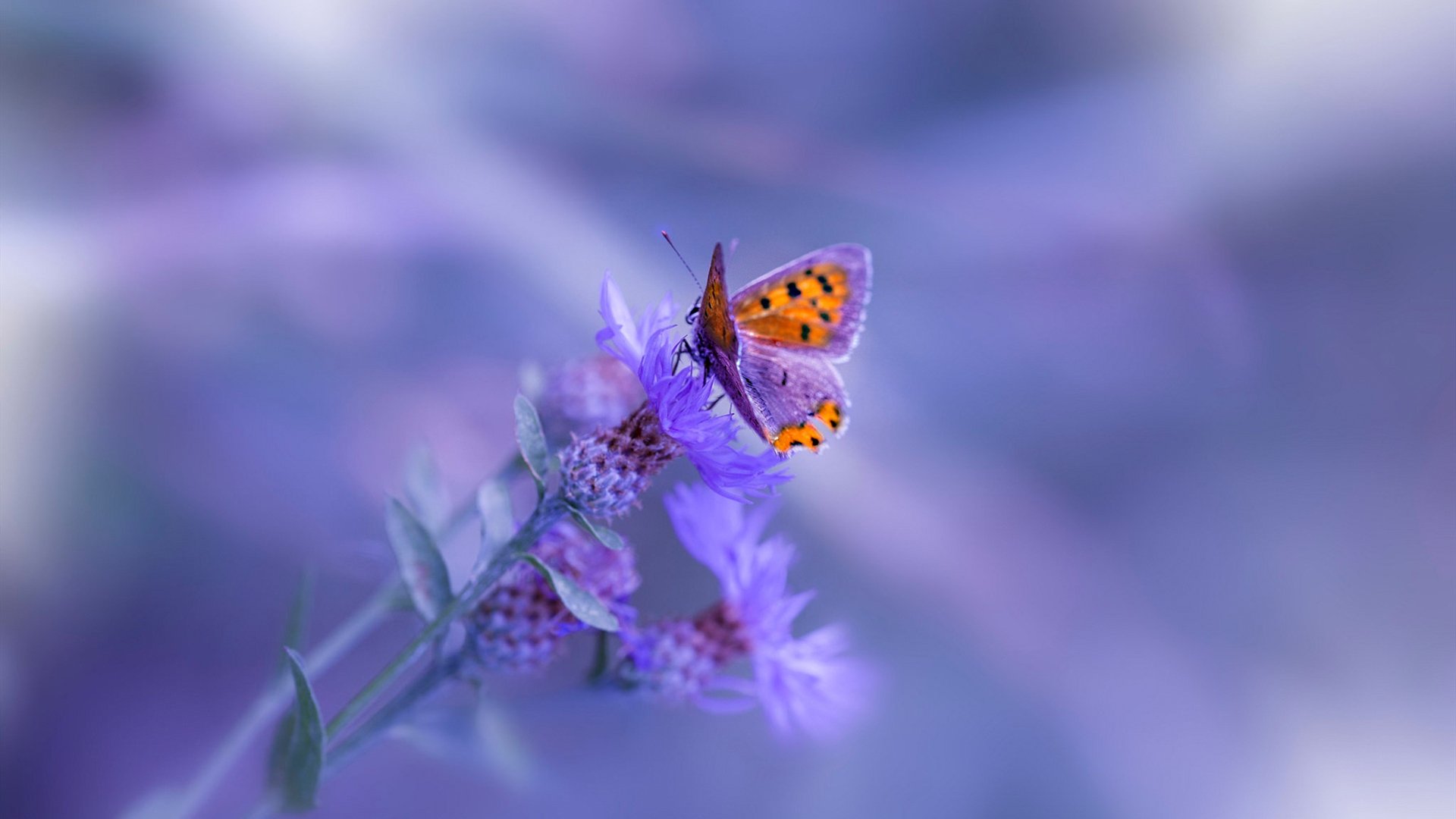 足球变奏曲，当国家队叙事遇见俱乐部回响