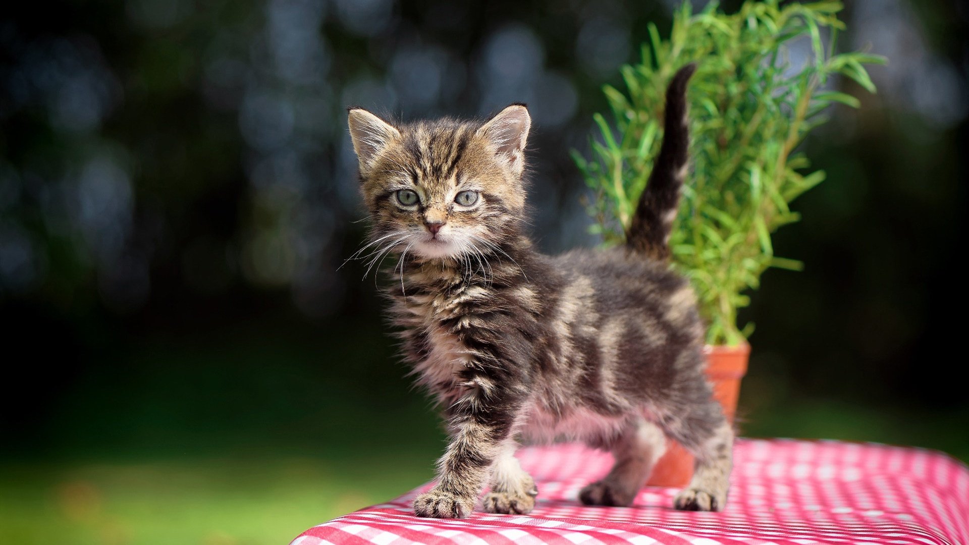 亚洲星光刺穿曼市蓝月，久保建英两射一传导演冠军易主