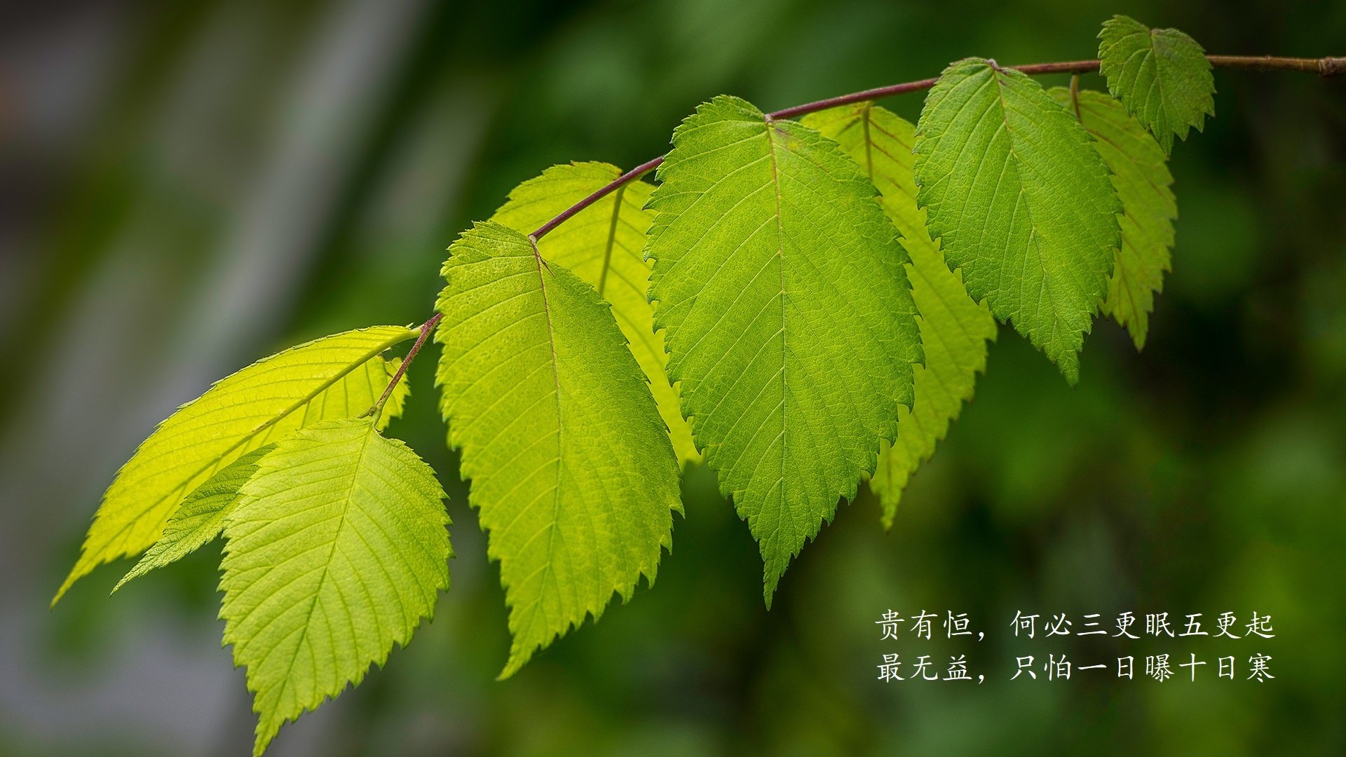 孤城与暗刃,2026世界杯D组,库尔图瓦的零封圣谕与罗马尼亚的致命一击