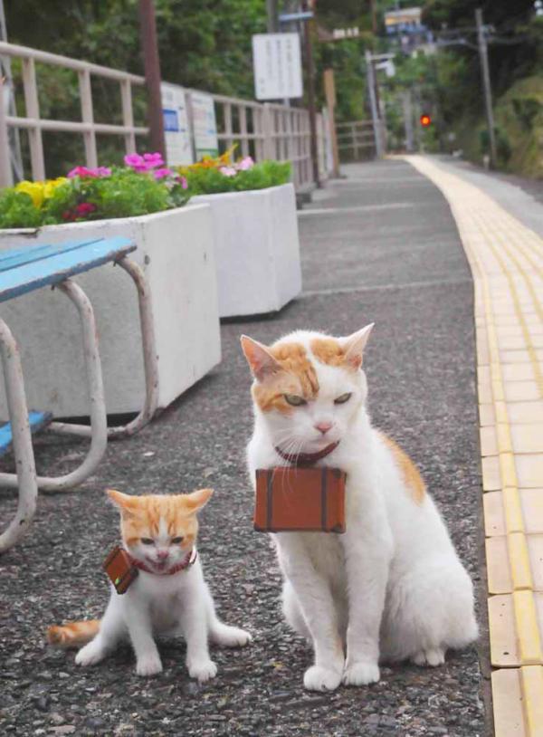 蓝白风暴，2026半决赛唯一剧本，坎塞洛铸就阿根廷铁血压制